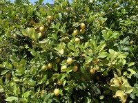 /album/lagolondrina/sam-4288-jpg1/