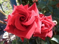 /album/lagolondrina/sam-4281-jpg1/