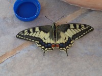 /album/lagolondrina/sam-4306-jpg1/