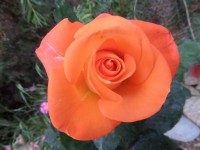 /album/lagolondrina/sam-4316-jpg1/