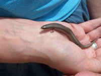 /album/lagolondrina/sam-4339-jpg/