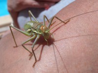 /album/lagolondrina/sam-4359-jpg/