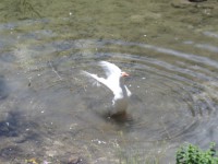 /album/lagolondrina/sam-4396-jpg/