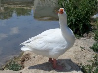 /album/lagolondrina/sam-4407-jpg/