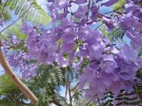 /album/lagolondrina/sam-4514-jpg/