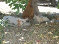 /album/lagolondrina/sam-4488-jpg/