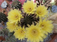 /album/lagolondrina/sam-4530-jpg/